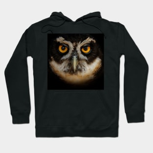 Trading Glances with a Spectacled Owl Hoodie